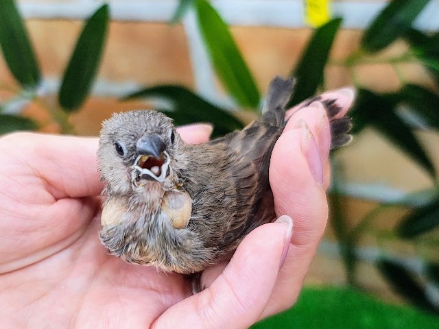 まだまだ赤ちゃん眠り姫😴♡キンカ鳥のヒナ入荷しました❤️