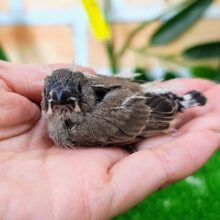 ミニサイズ♥キンカ鳥のヒナ入荷しました❤️