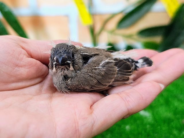 ミニサイズ♥キンカ鳥のヒナ入荷しました❤️