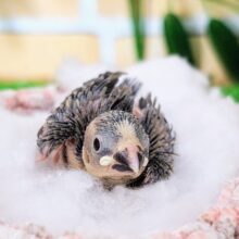 まだツルツルボディー✨桜文鳥のヒナ入荷しました❤️