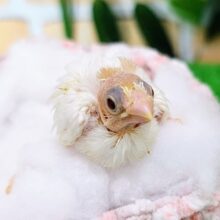 瞳が大きくてうるうる🥺♡十姉妹のヒナ(白、うす茶)入荷しました❤️