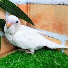 シャイで可愛い♥セキセイインコのヒナ(ダブルファクター白)入荷しました❤️