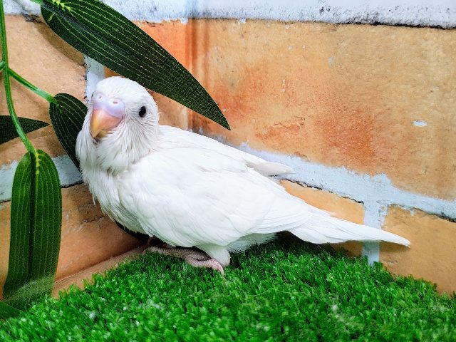 シャイで可愛い♥セキセイインコのヒナ(ダブルファクター白)入荷しました❤️