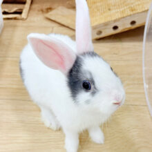 【動画更新🪄】外国人風🫧美人うさぴょん🐰🍬ミニウサギ 女の子