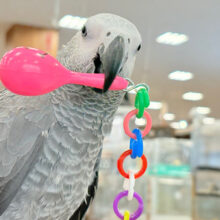 【動画更新🪄】おしゃべり練習中~♩♩ヨウム(女の子)