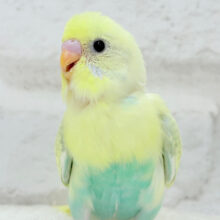 【最新画像更新🪄】目が、はなせませんっ　セキセイインコ　パステルカラーレインボースパングル〜〜