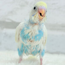 【最新画像更新🪄】どうなる？どうなる？？　セキセイインコ　パステルレインボーパイド