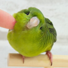 【最新画像更新🪄もうすぐひとり餌‪☆】サザナミ界のアピール番長‪☆サザナミインコ(ダークグリーンスパングルSF) ヒナ