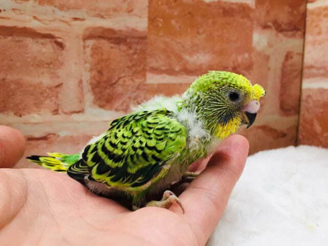 オパーリンカラーのセキセイちゃんがやって来ましたよ～💚💚💚　セキセイインコ
