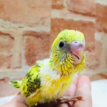 💛💛💛セキセイインコ（ハルクイン）💛💛💛
