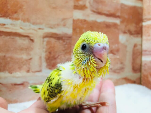 💛💛💛セキセイインコ（ハルクイン）💛💛💛