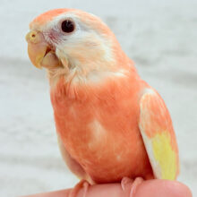 【最新画像更新🪄もうすぐひとり餌‪☆】ピュアピュアフレッシュ🍑🫧アキクサインコ(ルビノー) ヒナ