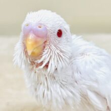 天使ちゃんは今日もニコニコ🤍🕊 𓈒𓂂𓏸セキセイインコ（アルビノ）ヒナ