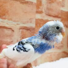 澄み渡る青空カラー💙💙💙　セキセイインコ（パイド）