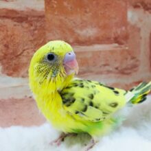 セキセイインコ（ハルクイン）⚡⚡⚡⚡⚡⚡⚡