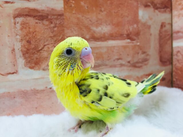 セキセイインコ（ハルクイン）⚡⚡⚡⚡⚡⚡⚡