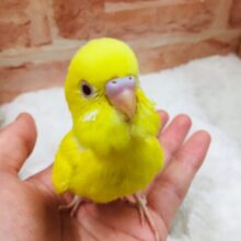 ルチノーカラーのセキセイちゃんがやって来ました～💛💛　セキセイインコ