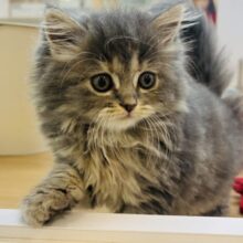 た〜〜くさんなでなでち〜てっ♡スコティッシュフォールドちゃん！