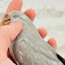 【最新画像更新🪄】落ち着いた雰囲気に魅せられて🧚コザクラインコ(モーブシナモン？) ヒナ