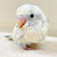 オシャレな模様に注目👀✨セキセイインコ（クリームハルクイン）ヒナ