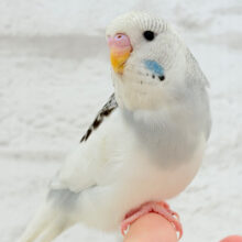 【最新画像・動画更新🪄】ふわふわほわほわ☁️もっふりちゃん🐣🫧ジャンボセキセイインコ(パイド) ヒナ