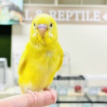 【最新画像】爽やかなレモネードカラー💛セキセイインコ（ダブルファクター）ヒナ