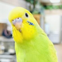 【最新画像】ちょっぴり恥ずかしがりや🫣💕なセキセイインコちゃん（スパングル）ヒナ