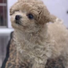 7/20最新🎥きゅるきゅる♡マルプーちゃん🧡2025年4月23日生　女の子