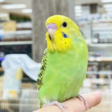 【最新画像】まんまるおめめで見つめちゃうよ💚セキセイインコ （オパーリン）ヒナ