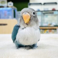 【最新画像】どこから見ても可愛い💙ブルーボタンインコ（ヒナ）