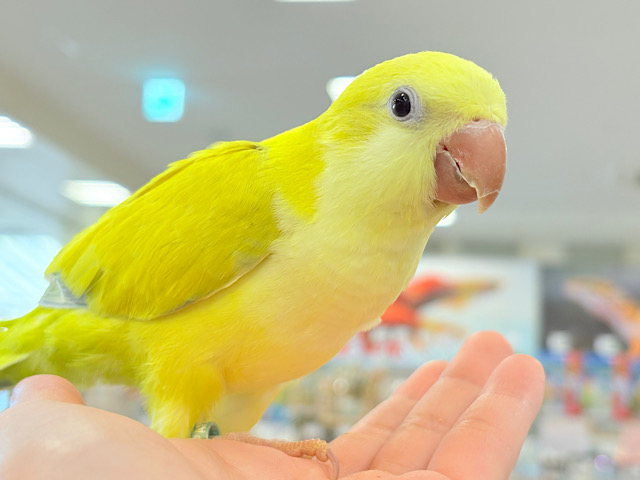 【最新画像・動画更新🪄】めちゃかわ♡愛嬌たっぷり♡オキナインコ(パリドオパーリン) ヒナ