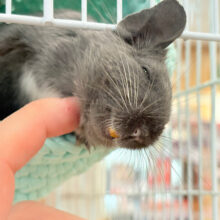 【最新画像更新🪄】毛並みツヤツヤ✨甘ったれ〜〜〜𖤐  ̖́-‬デグー(ディープブルー) 女の子