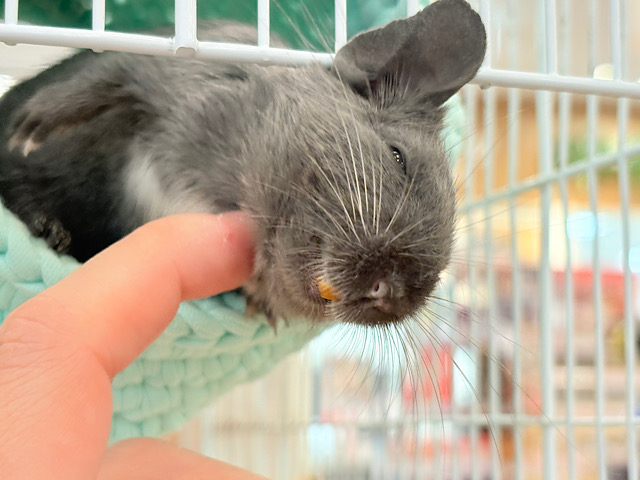 【最新画像更新🪄】毛並みツヤツヤ✨甘ったれ〜〜〜𖤐 ̖́-‬デグー(ディープブルー) 女の子