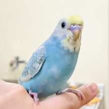 【最新画像】ふわふわ🩵ゆめかわ💛クリームソーダみたい💕セキセイインコ（パステルレインボースパングル）ヒナ
