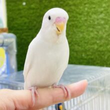 【最新画像】キリッと可愛い💕セキセイインコちゃん（ダブルファクター）ヒナ