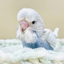 ゆるキャラみたいな可愛さ🩵ジャンボセキセイインコ（ヒナ）