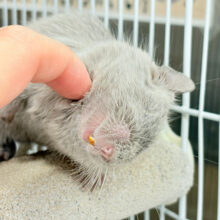 【動画更新🪄】ギャップガールにメロメロッ！！！デグー(シルバー)