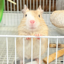 【最新画像更新🪄】とろけちゃうくらいの甘さ💖デグー(サンドパイド) 男の子