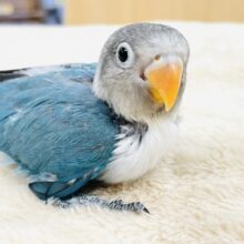 【最新画像】綿毛たっぷりでふわふわ✨ブルーボタンインコ（ヒナ）