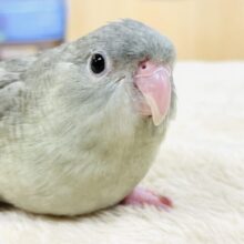 【最新画像】ぴーぽぽ！元気いっぱい！元気すぎるサザナミインコちゃん（モーブスパングル）ヒナ
