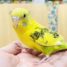 【最新画像】元気いっぱい成長中のセキセイインコちゃん❣️(黄ハルクイン)(ヒナ)