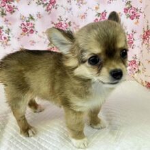 〇〇が大好物なの♥　チワワの女のコ入舎しました