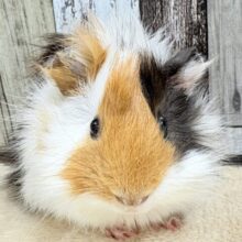 甘×ビターなカラー‎🤍🤎🖤⟡.·アビシニアンモルモットちゃん❣️