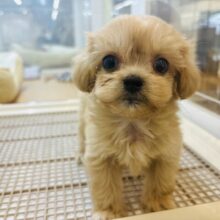 大きなおめめで愛のロックオ〜ン♥ミックス犬くん(ペキニーズ×トイプードル)