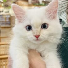 超ホヤホヤ最新画像✨嬉しさ大爆発でお腹ゴロ〜ン♥サイベリアンくん！