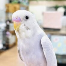 【最新画像】ふんわり ゆめかわ🩷🩵セキセイインコ（ライラック）