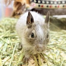 べびべび可愛いデグーちゃん❣️(パイド)女の子