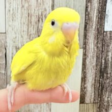 黄色い体に真っ黒お目目💛🖤セキセイインコ(ダブルファクター)(ヒナ)