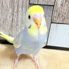 にっこり笑顔！セキセイインコのパステルちゃん❣️(パステル)(ヒナ)