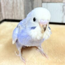 淡〜いブルーがとっても可愛い💕セキセイインコちゃん❣️(スパングル)(ヒナ)